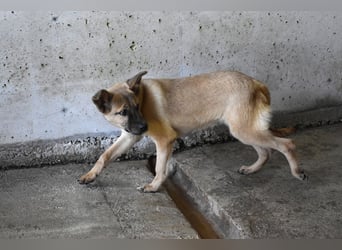 Quarven - Kleiner Hundejunge, was nun?