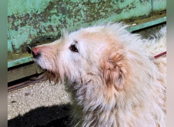 Lynnette - Power-Hündin sucht sportliches Zuhause