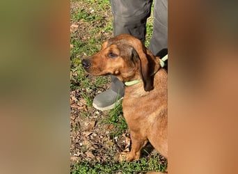 Yola - wie bei Hänsel und Gretel - nur schlimmer