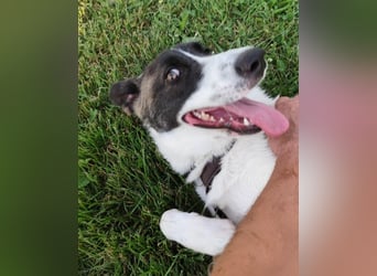 Fioretta - NOTFALL - 2. Lebensglück gesucht