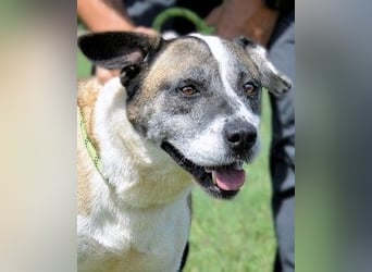 Chucky - Großer Hund sucht großes Herz