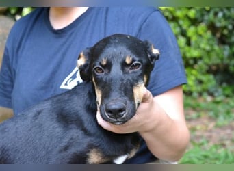 Domitia - neugierige Junghündin mit sanftem Wesen