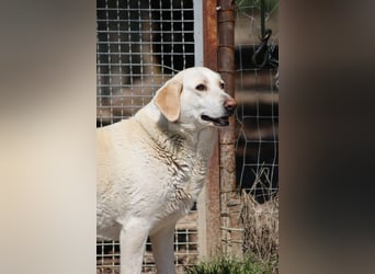 Patty - leise Schritte, große Hoffnung