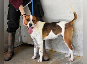 Olli - Quirliges Hundekind braucht dringend Familie