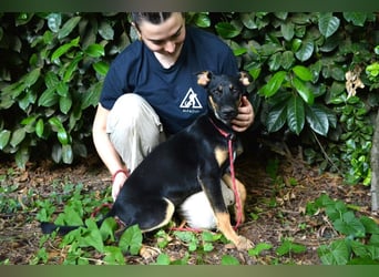 Drifa - vorsichtiges Hundemädchen auf der Suche nach Geborgenheit