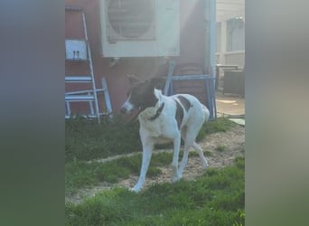 Fioretta - NOTFALL - 2. Lebensglück gesucht