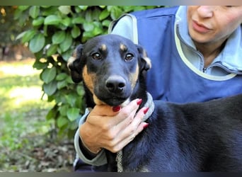 Drifa - vorsichtiges Hundemädchen auf der Suche nach Geborgenheit