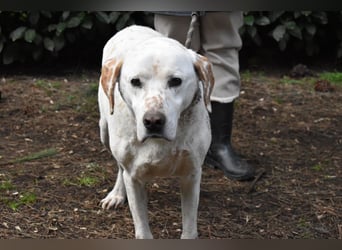 Ginko - SOS - Drei Brüder in großer Not