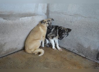 Quivira - Kleines Hundekind, was nun?