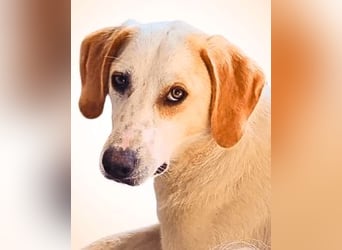 Deddy -  Mit neugierigen Pfoten ins Leben