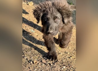 Thor - bereit für sein ganz persönliches Donnerwetter an Liebe