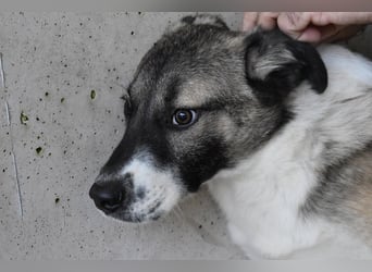 Quorivah - Kleines Hundemädchen, was nun?