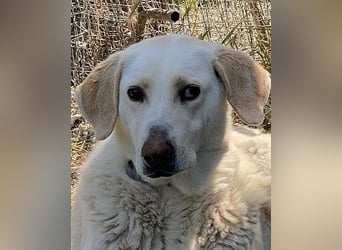 Patty - Vorsichtig auf den Pfoten, groß im Herzen
