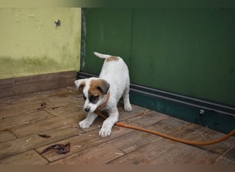 Elenio - SOS - Dringend neue Pflegestelle oder ein Zuhause gesucht - Ein leuchtendes Fellknäuel