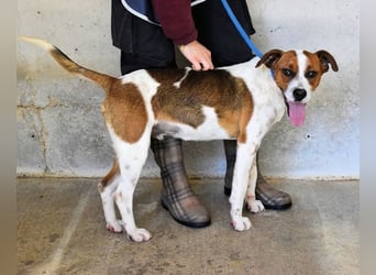 Olli - Quirliges Hundekind braucht dringend Familie