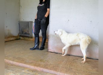 Arriel - aller guten Dinge sind drei