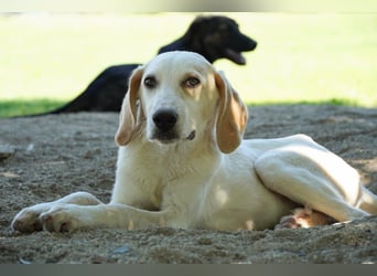 Deddy -  Mit neugierigen Pfoten ins Leben