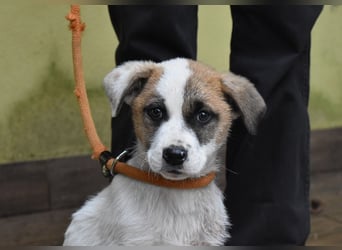 Elenio - SOS - Dringend neue Pflegestelle oder ein Zuhause gesucht - Ein leuchtendes Fellknäuel