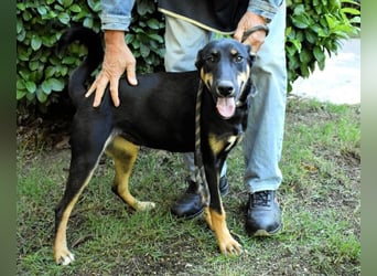 Domitia - neugierige Junghündin mit sanftem Wesen