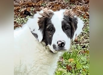 Ingo -  Neunmal werden wir noch wach...