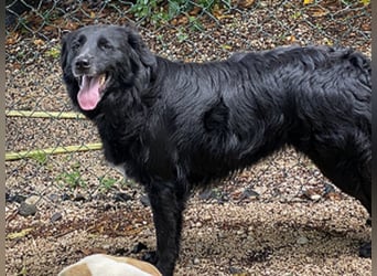 Ibiza - (Dringend Zuhause oder Pflegestelle gesucht) möchte auch ein Fleißkärtchen...