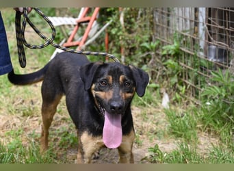 Robin - (Dringend Zuhause oder Pflegestelle gesucht) Ein unbeschriebenes Blatt...