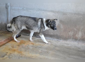 Quelisia - Kleines Schwesterchen, was nun?