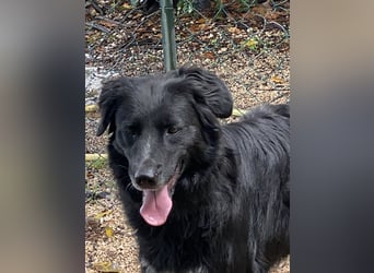 Ibiza - (Dringend Zuhause oder Pflegestelle gesucht) möchte auch ein Fleißkärtchen...