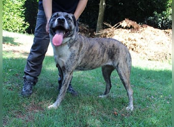 Fionella - Tigerchen sucht Familie