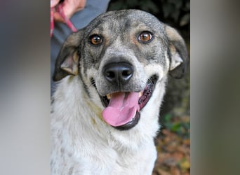 Helder - spricht für sich