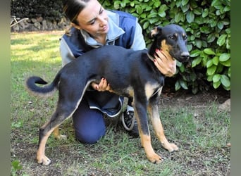 Drifa - vorsichtiges Hundemädchen auf der Suche nach Geborgenheit