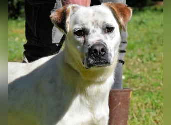 Jedd - Der Hund mit den Sommersprossen