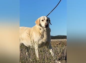Patty - Vorsichtig auf den Pfoten, groß im Herzen