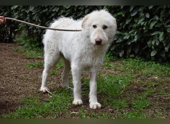 Lynnette - Power-Hündin sucht sportliches Zuhause