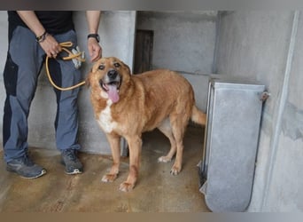 Kemp - Runder Rundum-Schatz