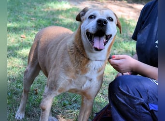 Rinaldo - Gold-Senior sucht dringend Zuhause