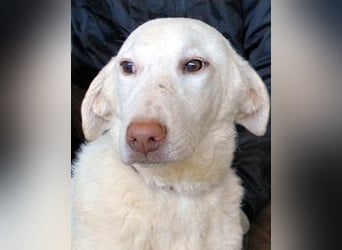 Arriel - aller guten Dinge sind drei