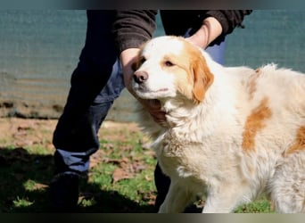 Tish - mit dem wunderschönen Kuschelfell