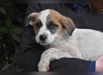 Elenio - SOS - Dringend neue Pflegestelle oder ein Zuhause gesucht - Ein leuchtendes Fellknäuel