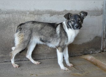 Quelisia - Kleines Schwesterchen, was nun?