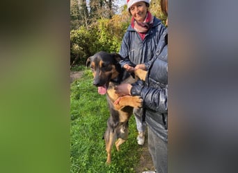 Robin - (Dringend Zuhause oder Pflegestelle gesucht) Ein unbeschriebenes Blatt...