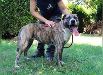 Fionella - Tigerchen sucht Familie