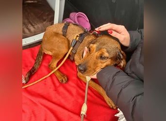 Yola - wie bei Hänsel und Gretel - nur schlimmer