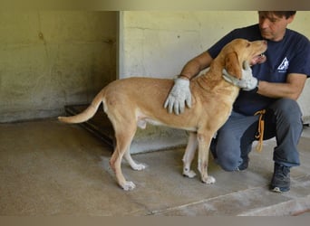 Dioneo - nur ein....!