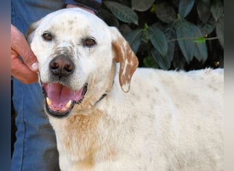 Ginko - SOS - Drei Brüder in großer Not