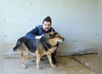 Annalise - Eine liebevolle Gefährtin mit einem sicheren Wesen