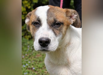 Elenio - SOS - Dringend neue Pflegestelle oder ein Zuhause gesucht - Ein leuchtendes Fellknäuel