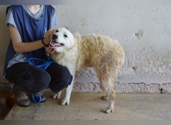 Sadye - Liebevolle Zuwendung....