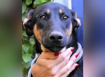 Drifa - vorsichtiges Hundemädchen auf der Suche nach Geborgenheit