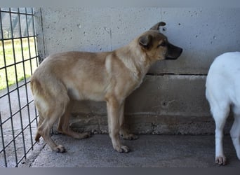 Quarven - Kleiner Hundejunge, was nun?